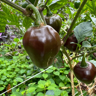 Chocolate Cherry Bomb - Seeds - The Pepper Pantry (Formerly Marie Sharp's)